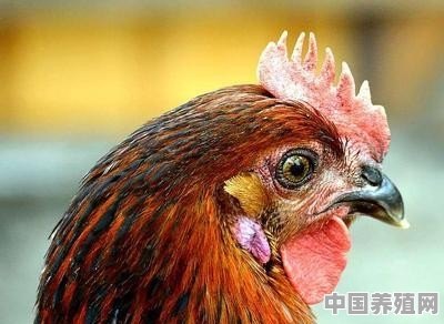 鸡霍乱是什么原因造成？该怎么防治 - 中国养殖网