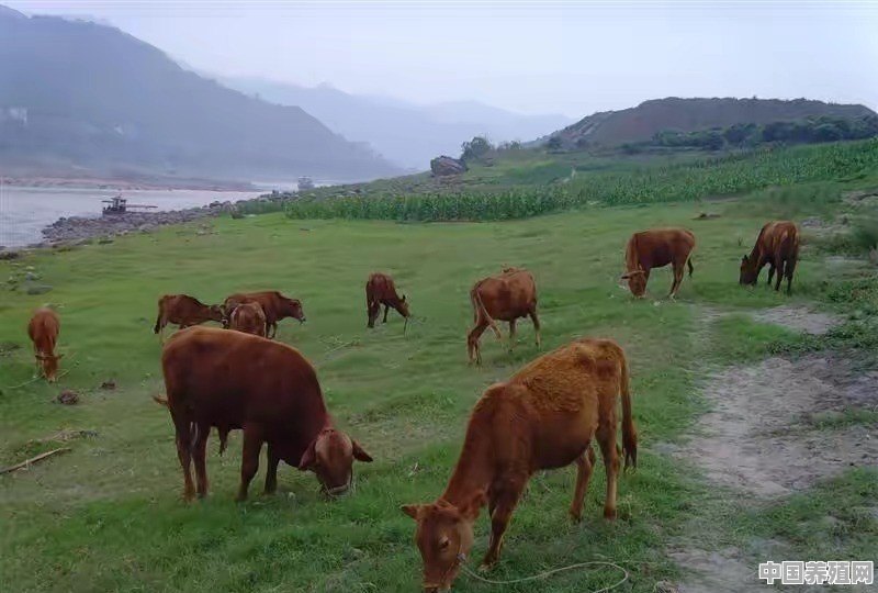 现在养牛前景怎么样 - 中国养殖网