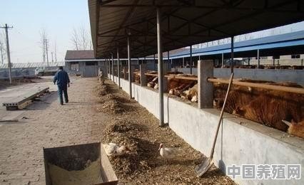 现在养牛前景怎么样 - 中国养殖网
