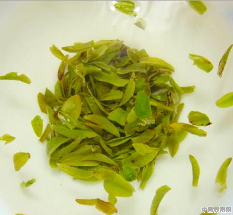龙井是什么茶 - 中国养殖网