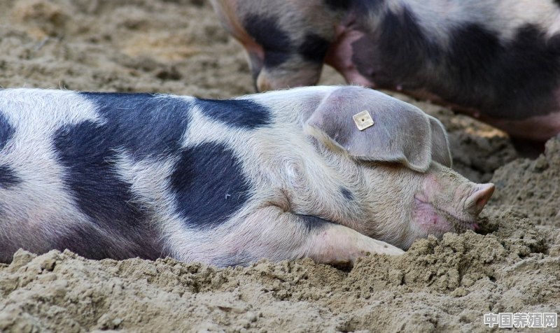 生猪价格下跌，养猪成本上涨，养殖户该怎么办 - 中国养殖网