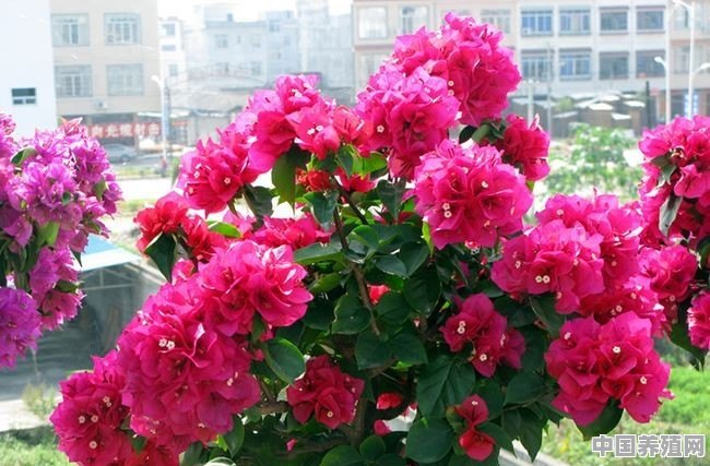室外鲜花怎么养 - 中国养殖网