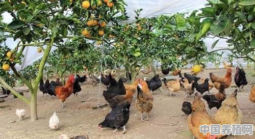 果园林养殖土鸡有哪些优势？与其他地方养殖土鸡相比，需要注意什么 - 中国养殖网