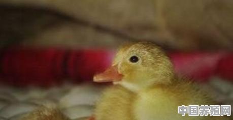 孵化鸡鸭鹅的湿度和温度 - 中国养殖网