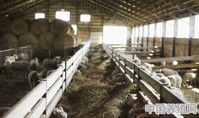 如何合理设计羊舍 - 中国养殖网