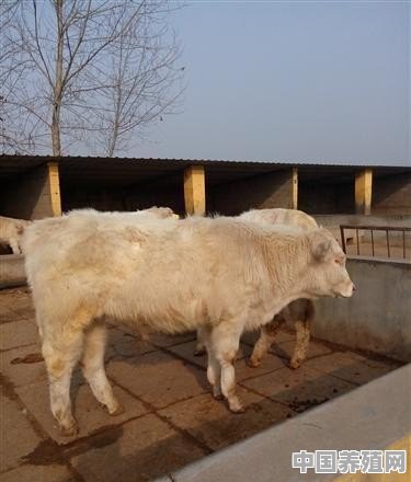 育肥牛和繁育母牛哪个效益好 - 中国养殖网