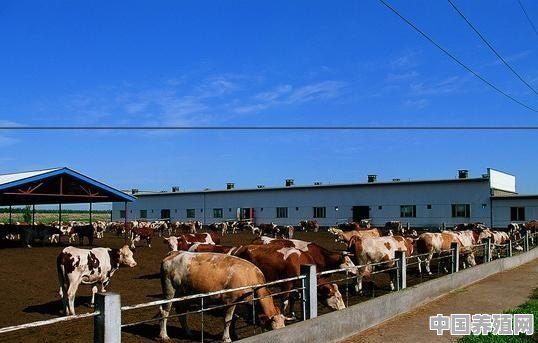 育肥牛和繁育母牛哪个效益好 - 中国养殖网