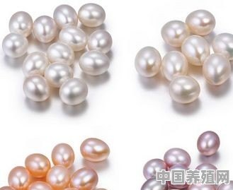 珍珠都有哪些颜色？哪种颜色的最贵重 - 中国养殖网