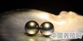 珍珠都有哪些颜色？哪种颜色的最贵重 - 中国养殖网