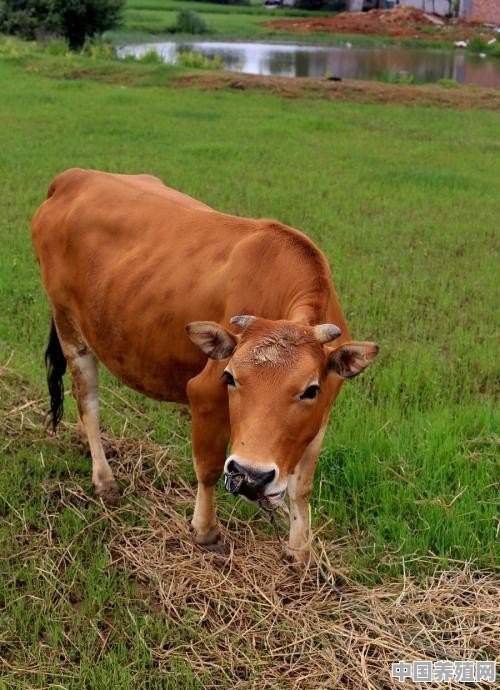 养牛主要原肥料是什么 - 中国养殖网