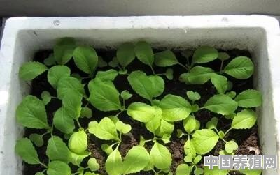 家庭盆栽，怎样种出无污染的小白菜呢 - 中国养殖网