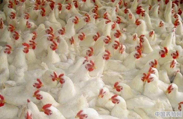  40天就出笼的鸡都是激素和高热量饲料喂出来的？到底能不能吃 - 中国养殖网
