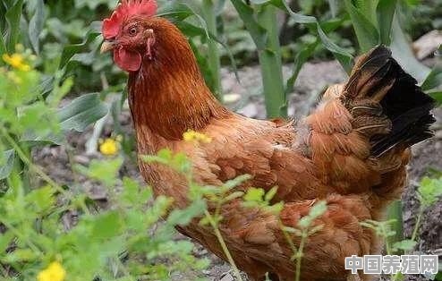  40天就出笼的鸡都是激素和高热量饲料喂出来的？到底能不能吃 - 中国养殖网