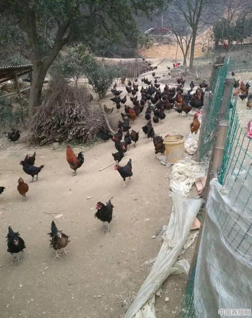 回农村创业养殖土鸡，其中究竟利润有多大 - 中国养殖网