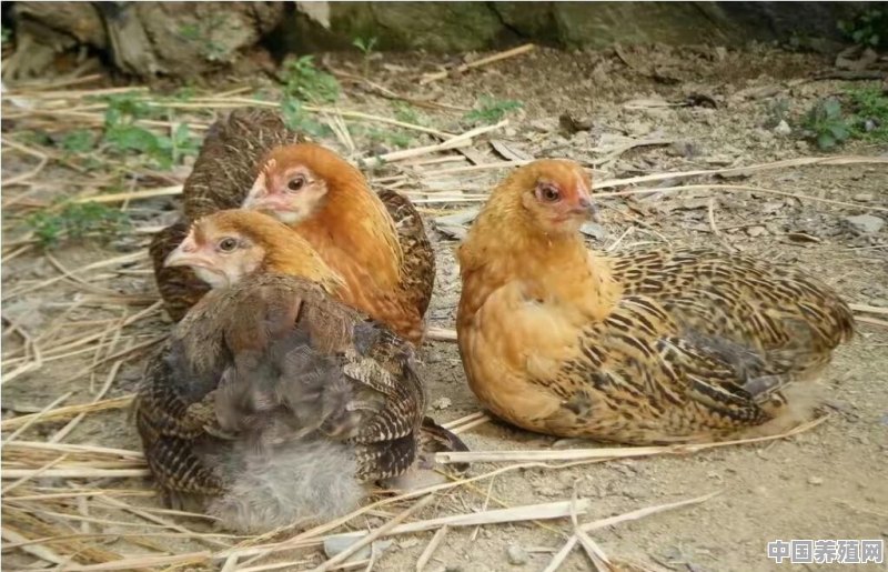 回农村创业养殖土鸡，其中究竟利润有多大 - 中国养殖网