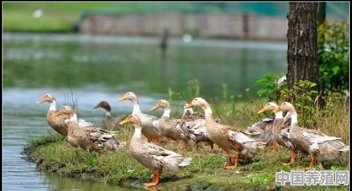 农村过去几年时间，年年有人下乡来收购各家各户养殖的水鸭子，今年为什么没有人收了 - 中国养殖网