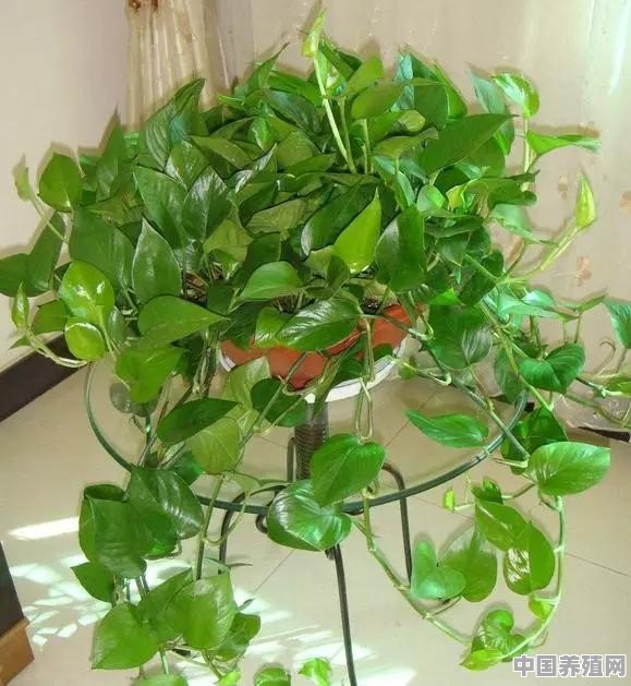 如何才能养好室内植物 - 中国养殖网