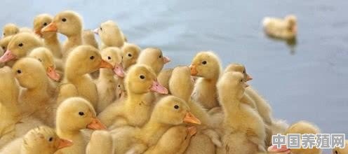 刚出生几天的小鸭子如何能分出好坏？有什么依据 - 中国养殖网