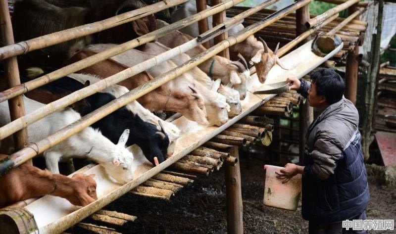 自己在自家地上建牛圈，20条牛以放养为主，适当喂些精料，能挣钱吗 - 中国养殖网