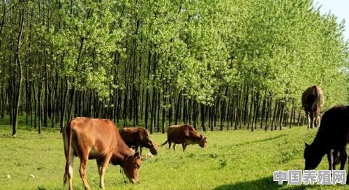 自己在自家地上建牛圈，20条牛以放养为主，适当喂些精料，能挣钱吗 - 中国养殖网
