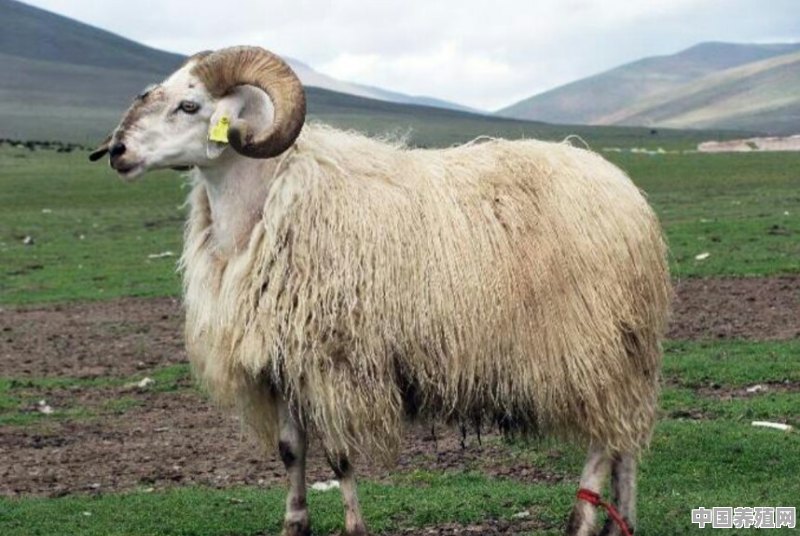 养殖青海藏羊应注意什么 - 中国养殖网