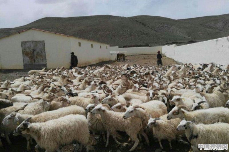 养殖青海藏羊应注意什么 - 中国养殖网