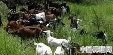 肉羊生长慢怎么办 - 中国养殖网