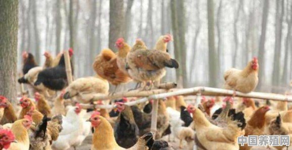 目前在农村开一个养鸡场如何，利润高吗，怎样扩大销路 - 中国养殖网
