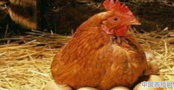 目前在农村开一个养鸡场如何，利润高吗，怎样扩大销路 - 中国养殖网