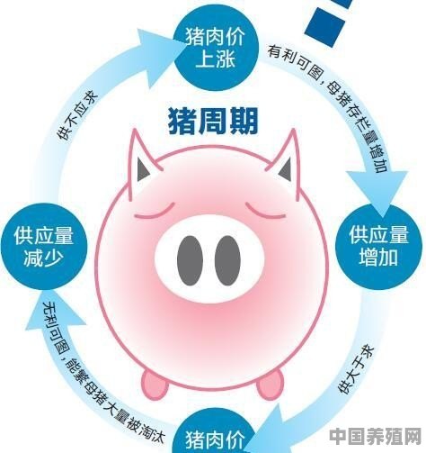 养猪为何逃不出“猪周期”，未来如何有效解决避免猪价不稳情况 - 中国养殖网