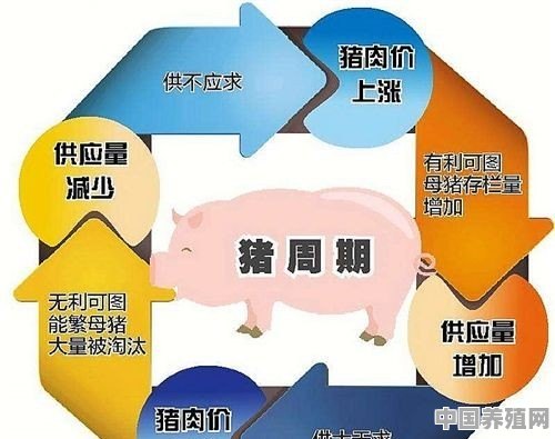 养猪为何逃不出“猪周期”，未来如何有效解决避免猪价不稳情况 - 中国养殖网