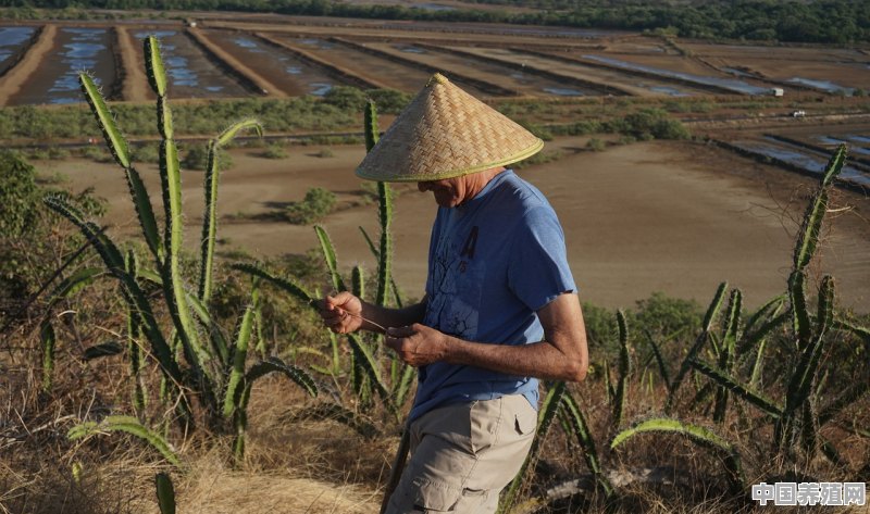 养殖南美白对虾稻田怎么选择还有怎么修建 - 中国养殖网