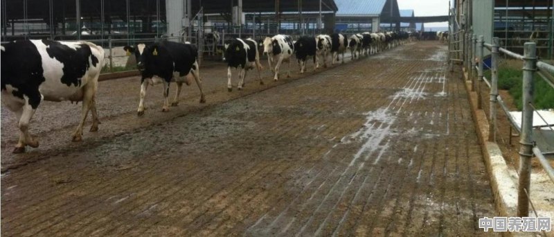 奶牛场水泥地面摔牛问题如何解决 - 中国养殖网
