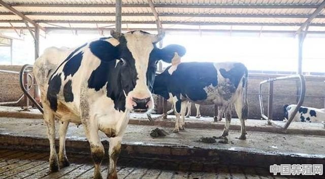 奶牛场水泥地面摔牛问题如何解决 - 中国养殖网