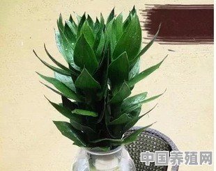 办公室放桌子上的小型盆栽除了多肉仙人掌绿萝就没有别的选择了吗 - 中国养殖网