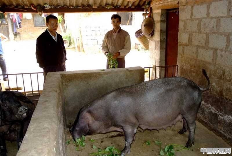 猪肉用处多多，味道鲜美，如何养殖它们 - 中国养殖网