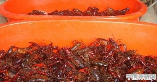 请教哪位养龙虾的大神，一亩田一年可以产多少斤成品龙虾 - 中国养殖网