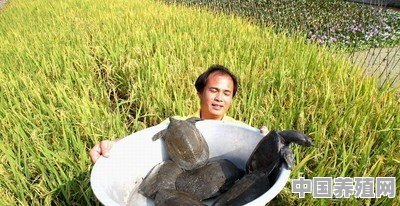 河里发现甲鱼，地笼放河里捉甲鱼，用什么诱饵最合适 - 中国养殖网