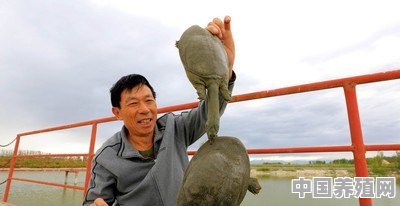 河里发现甲鱼，地笼放河里捉甲鱼，用什么诱饵最合适 - 中国养殖网