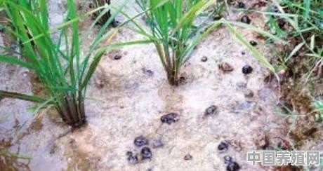 农村种植水稻，田里有很多的田螺，对水稻有没有影响 - 中国养殖网