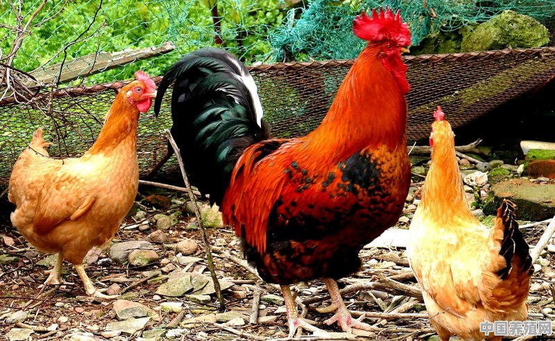养鸡自己配料，玉米，谷糠，豆粕比例多少 - 中国养殖网