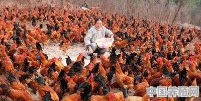养鸡自己配料，玉米，谷糠，豆粕比例多少 - 中国养殖网