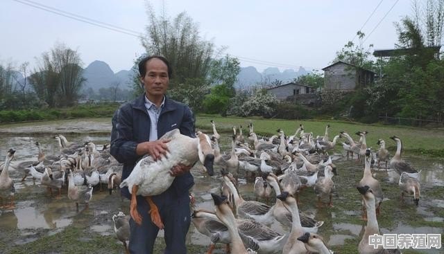 现在养鹅的多不多？到底能不能挣钱 - 中国养殖网