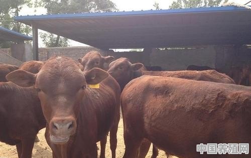 如何正确选择牛场的场址 - 中国养殖网