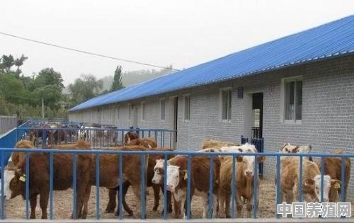 如何正确选择牛场的场址 - 中国养殖网