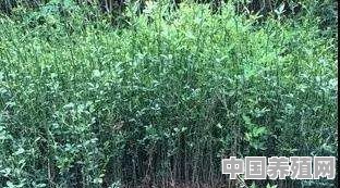 种植两年的夏橙树适合嫁接脐橙吗 - 中国养殖网