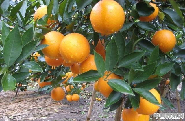 种植两年的夏橙树适合嫁接脐橙吗 - 中国养殖网