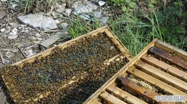 蜜蜂怎么分箱 - 中国养殖网