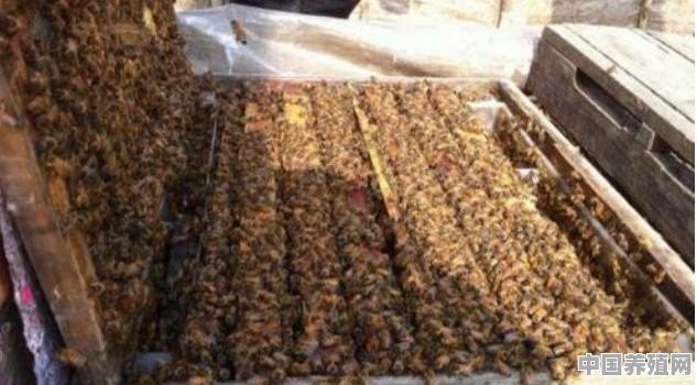 蜜蜂怎么分箱 - 中国养殖网