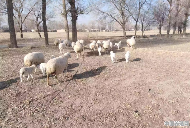 揭秘，养七只母羊一年怎样赚5万元 - 中国养殖网